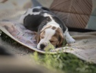 Beagle - �t��ata s PP