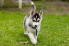 Sibi�sk� Husky Fenku