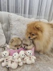 Pomeranian BOO �t��ata