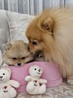 Pomeranian BOO �t��ata