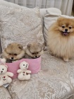 Pomeranian BOO �t��ata