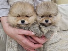 Pomeranian BOO �t��ata