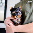 Prod�m miniaturn� �t��ata jork��rsk�ho teri�ra. 