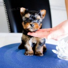 Prod�m miniaturn� �t��ata jork��rsk�ho teri�ra. 