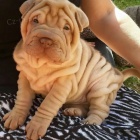 Prod�m zdrav� �t��ata o�kovan� shar-pei.