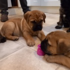 Prod�m �t��ata bullmastiffa.