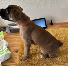 Prod�m �t��ata n�meck�ho boxera.