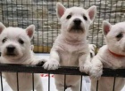 Prod�m mini mini �t��ata West Highland White Terriers.