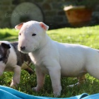 Prod�m kr�sn� �t��ata anglick�ho bulteri�ra.