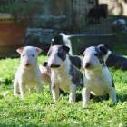 Prod�m kr�sn� �t��ata anglick�ho bulteri�ra.