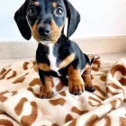 Miniaturn� hladkosrst� �t��ata jezev��ka