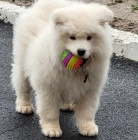 Samojed �t��ata na prodej