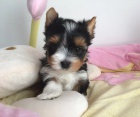 Prod�m �t��ata BIEWER YORKIE