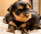 Prod�m roztomil� �t���tka yorkie.