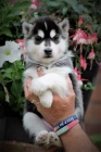 Prod�m �t��ata sibi�sk�ho huskyho.