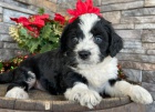 Prod�m �t��ata mini Bernedoodle.