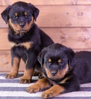 �t��ata Rotvajlera na prodej.