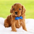 Prod�m �t��ata Cavapoo.