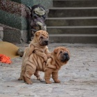 Prod�m o�kovan� �t��ata Shar-pei.