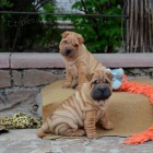 Prod�m o�kovan� �t��ata Shar-pei.