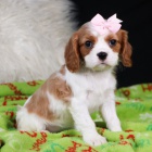 Prod�m mini o�kovan� �t��ata Kaval�r King Charles Spaniel.