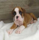 Prod�m �t��ata n�meck�ho boxera.