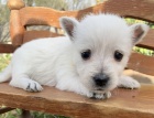 Prod�m mini �t��ata West Highland White Terriers