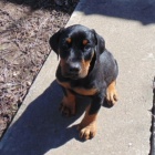 Prod�m �t��ata dobrmana.