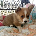 Prod�m �t��ata Pembroke Welsh Corgi.