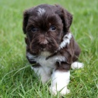 Havanese �t��ata na prodej.