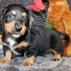 Prod�m zdrav� �t��ata dlouhosrst�ho trpasli��ho kr�l�ka velikosti jezev��k�