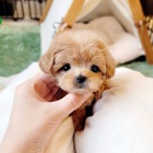 Prod�m �t��ata mini toy Pudla