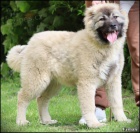 Kavkazsk� ov��k Nejlep�� kvalita