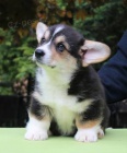 Pred�m �teniatka welsh corgi pembroke s PP
