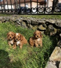 Cavapoo �t��ata na prodej