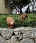 Cavapoo �t��ata na prodej