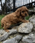 Cavapoo �t��ata na prodej