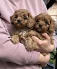 Cavapoo �t��ata na prodej