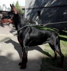 dobrman �t��ata na prodej