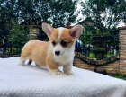 Vel�sk� corgi pembroke �t��ata