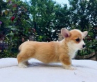 Vel�sk� corgi pembroke �t��ata