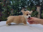 Vel�sk� corgi pembroke �t��ata