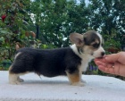 Vel�sk� corgi pembroke �t��ata