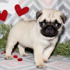 Prod�m o�kovan� �t��ata mops�