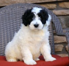 Prod�m �t��ata portugalsk�ho vodn�ho psa