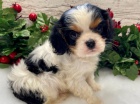Prod�m o�kovan� �t��ata Kaval�r King Charles Spaniel.