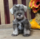 Prod�m �t��ata mal�ho kn�ra�e.