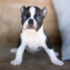 Prod�m �t��ata bostonsk�ho teri�ra