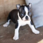 Prod�m �t��ata bostonsk�ho teri�ra