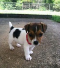 Prod�m �t��ata jack russell.